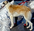 Picture of a Borzoi