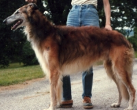borzoi picture