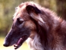 Picture of a Borzoi