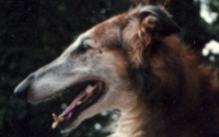 borzoi picture