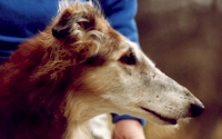 borzoi picture