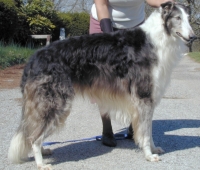 borzoi picture