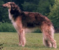 borzoi picture