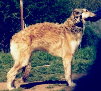 borzoi picture