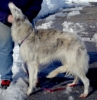 Picture of a Borzoi