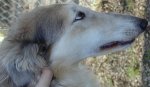 borzoi picture