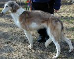 borzoi picture