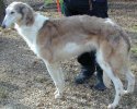 borzoi picture