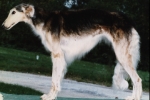 borzoi picture