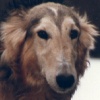 Picture of a Borzoi