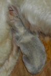 borzoi picture