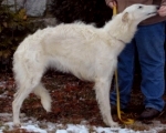 borzoi picture