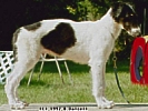 Picture of a Borzoi