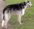 Picture of a Borzoi
