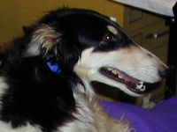 borzoi picture