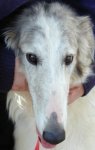 borzoi picture