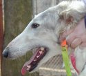 borzoi picture