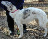 borzoi picture