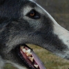 borzoi picture