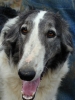 borzoi picture