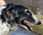 borzoi picture