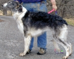 borzoi picture