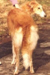borzoi picture