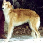 borzoi picture