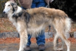 Picture of a Borzoi